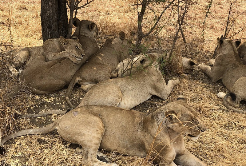 Wheelchair Users’ Guide to Tanzania’s National Parks