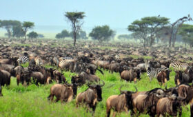 Witnessing the Great Wildebeest Migration from a Campsite