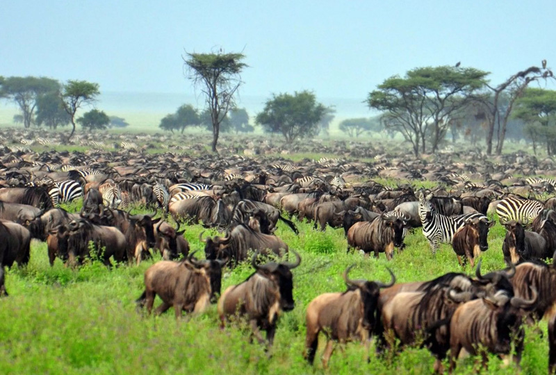 Witnessing the Great Wildebeest Migration from a Campsite