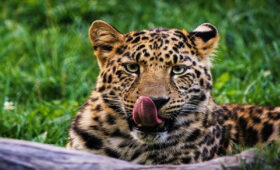 Best Tanzania Safari Packages for German Tourists in 2026