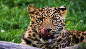 Best Tanzania Safari Packages for German Tourists in 2026