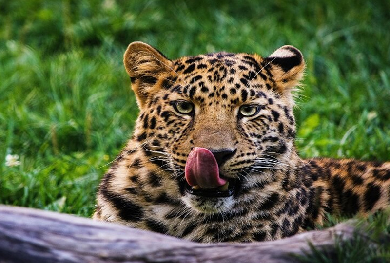 Best Tanzania Safari Packages for German Tourists in 2026