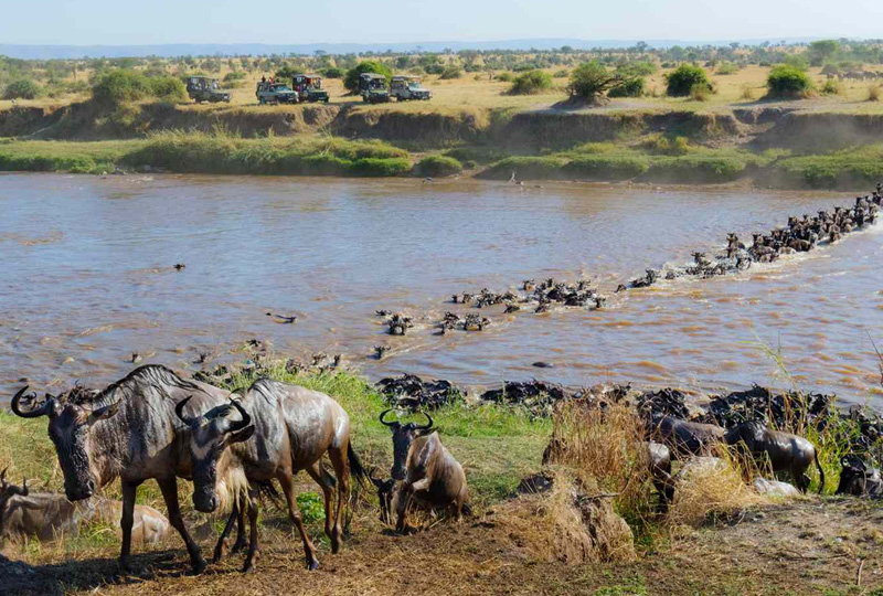 Best Time for the Great Migration Safari in Tanzania 2025–2026