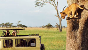 Canada to Tanzania Safari Trips – Is It Safe and Worth It