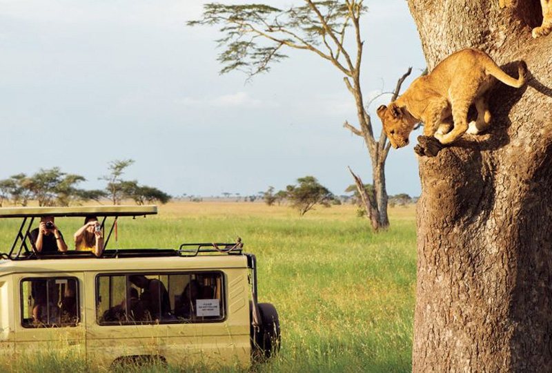 Canada to Tanzania Safari Trips – Is It Safe and Worth It