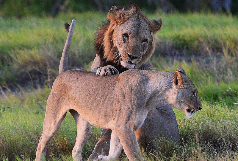 European Safari Trends 2026-Why Tanzania Is Still a Top Pick