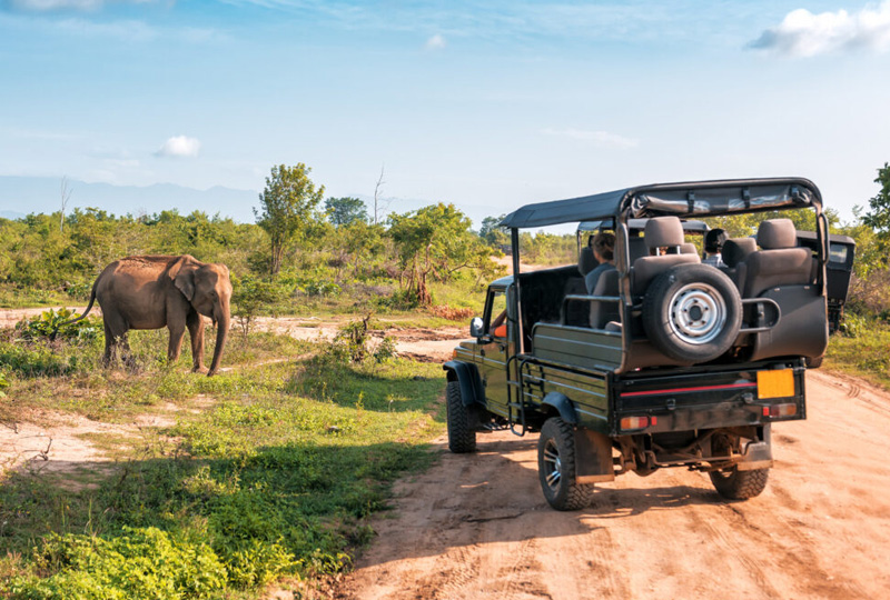 How to Choose the Right Safari Tour Operator in Tanzania