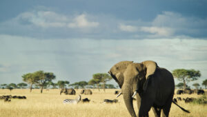 Indian Travelers’ Guide to Tanzania Safari 2025–2026