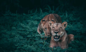 Tanzania Election Travel Advisory: What Tourists Should Know