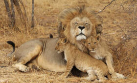 Tanzania Safari 2025 Prices and Best Deals