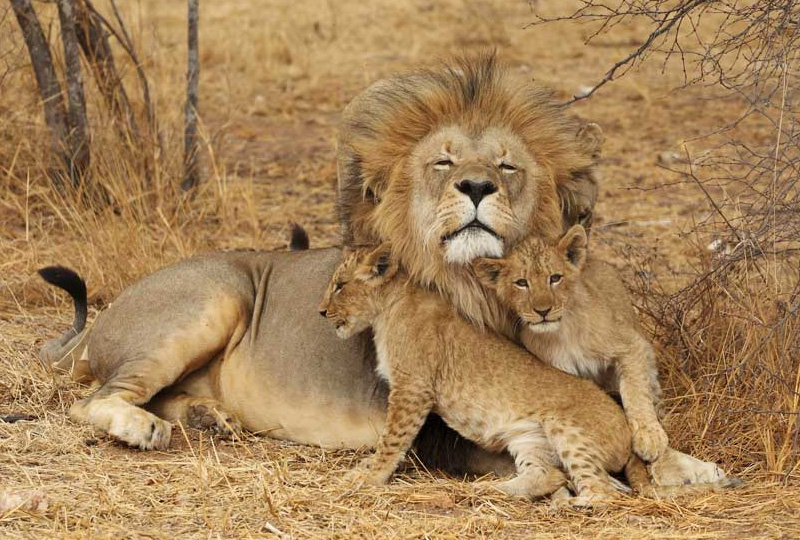 Tanzania Safari 2025 Prices and Best Deals