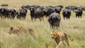 Tanzania Safari 2026 Early Booking Discounts & Benefits