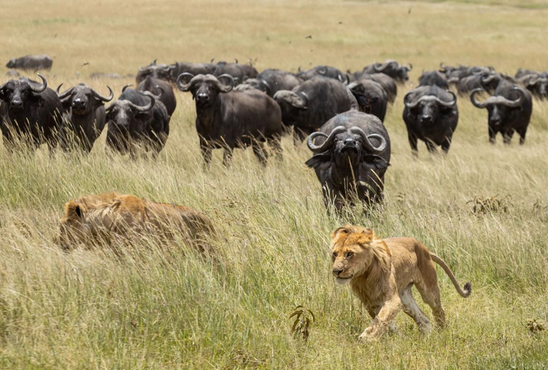 Tanzania Safari 2026 Early Booking Discounts & Benefits