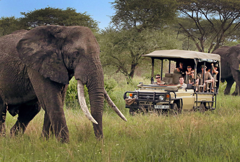 Tanzania Safari Packages for Small Groups (2025/2026)