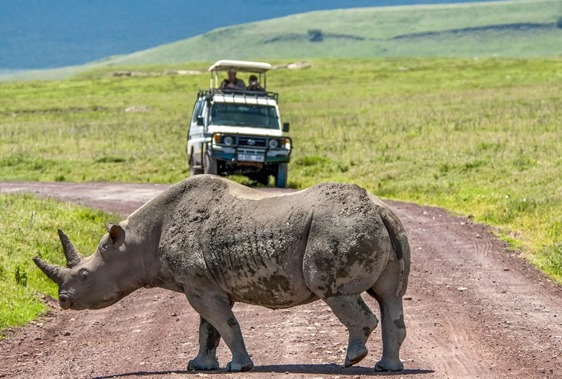 Tanzania vs Kenya Safari – Which One Should You Choose in 2026