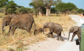 Top 10 Tanzania Safari Destinations to Visit in 2026