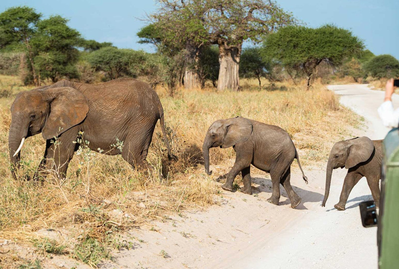 Top 10 Tanzania Safari Destinations to Visit in 2026