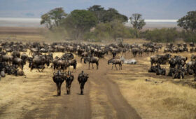 Travel Tips for Combining Serengeti and Zanzibar After Elections