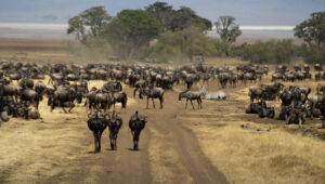 Travel Tips for Combining Serengeti and Zanzibar After Elections