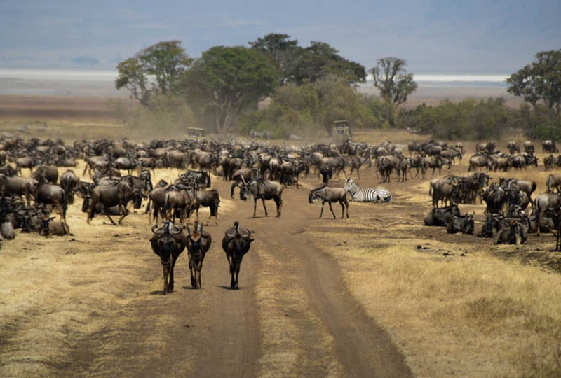 Travel Tips for Combining Serengeti and Zanzibar After Elections