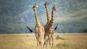 What to Expect at Tanzania’s National Parks in 2026