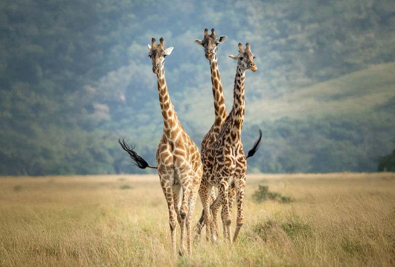 What to Expect at Tanzania’s National Parks in 2026