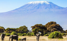 Why More Americans Are Choosing Tanzania Over Kenya for Safari