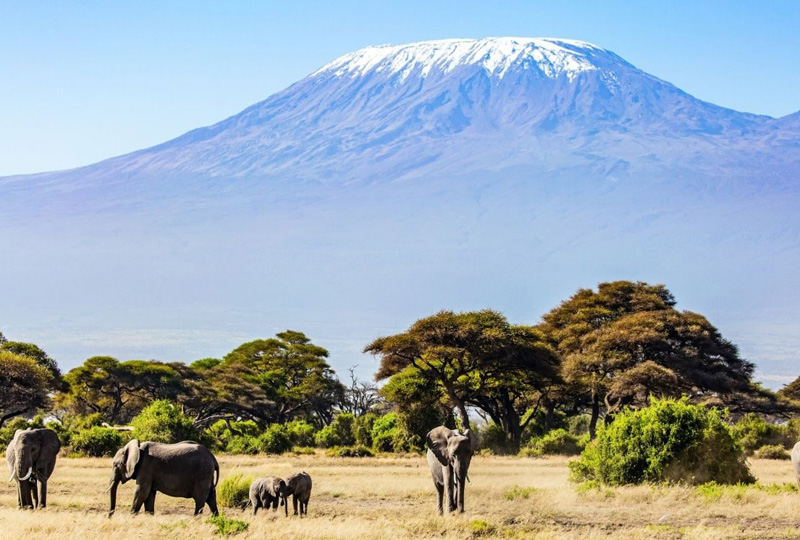 Why More Americans Are Choosing Tanzania Over Kenya for Safari