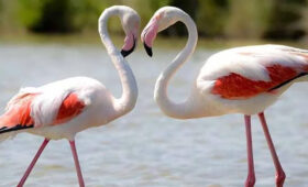 Why Tanzania Is the Best Honeymoon Destination After the Elections