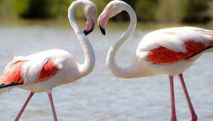 Why Tanzania Is the Best Honeymoon Destination After the Elections